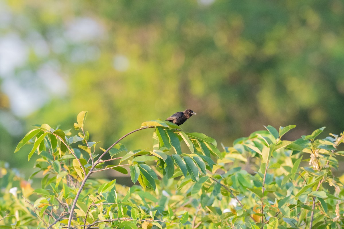 Greater Antillean Grackle - ML475461261