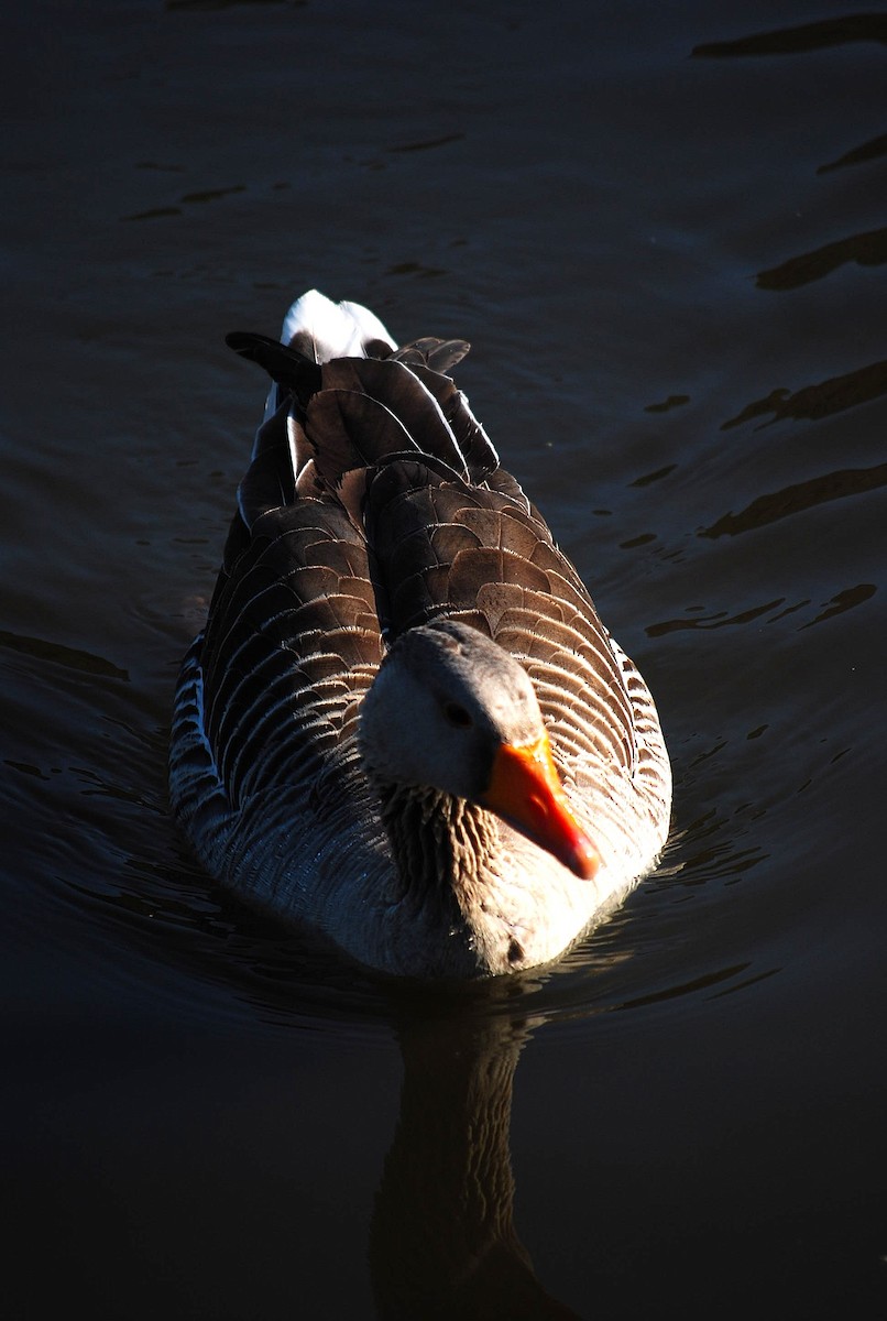 Graylag Goose (European) - Raja Bandi