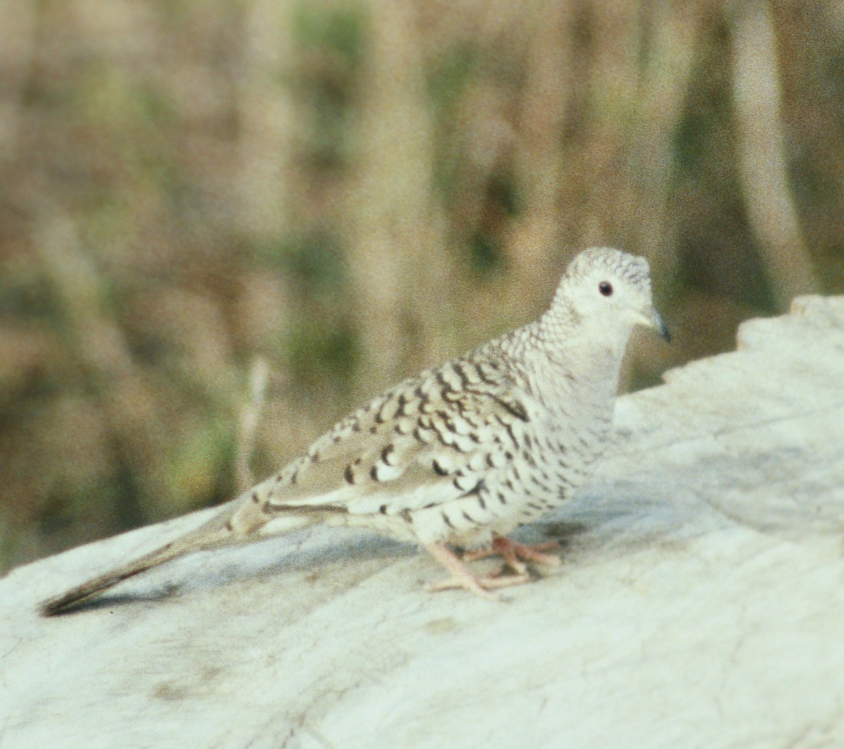 Colombe écaillée - ML47546321