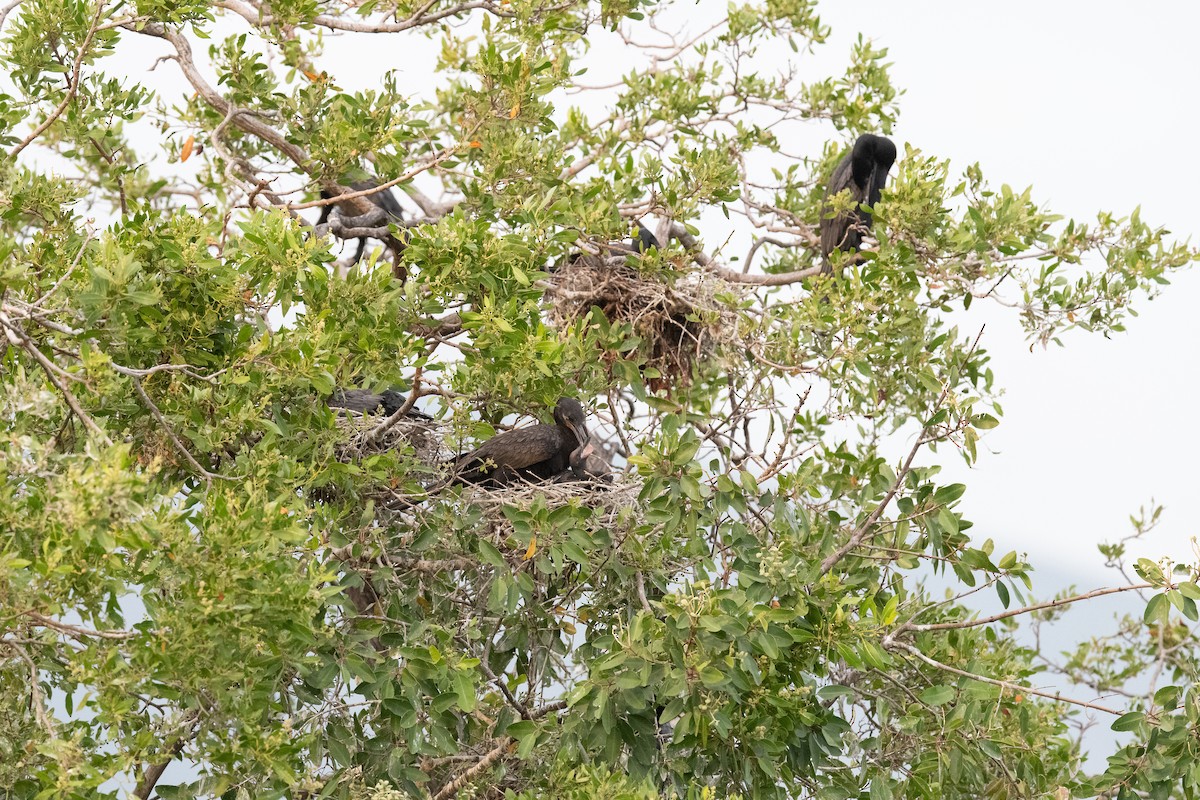 Neotropic Cormorant - ML475464741