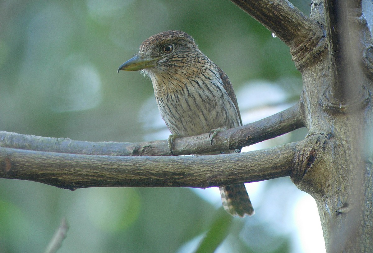 Eastern Striolated-Puffbird (torridus) - Alexander Lees