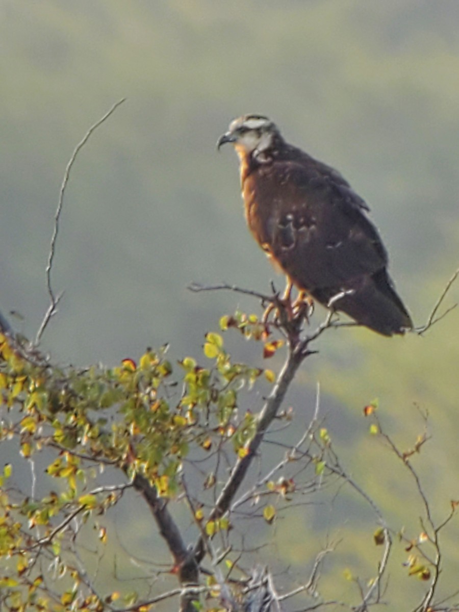 Snail Kite - ML475465381