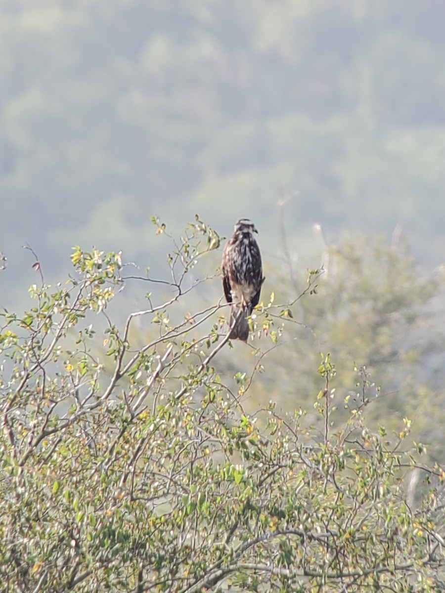 Schneckenbussard - ML475465401