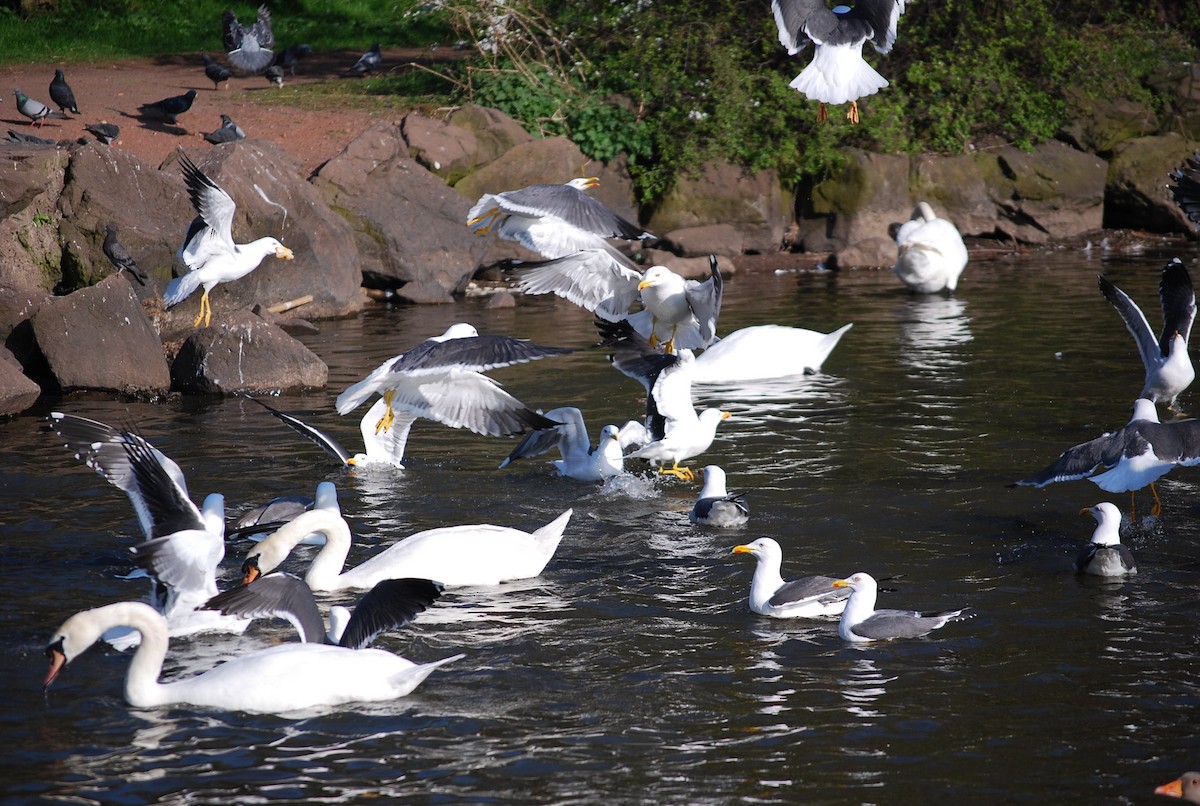 Mute Swan - Raja Bandi