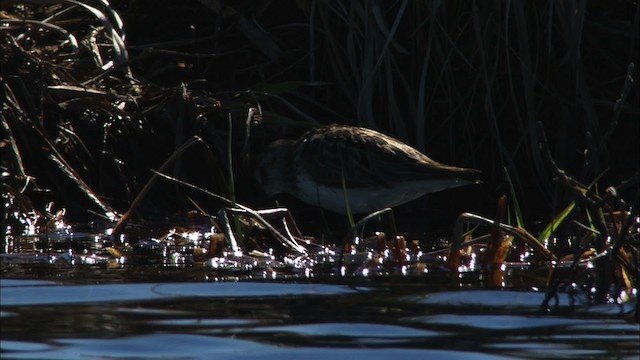 Calidris sp. - ML475466