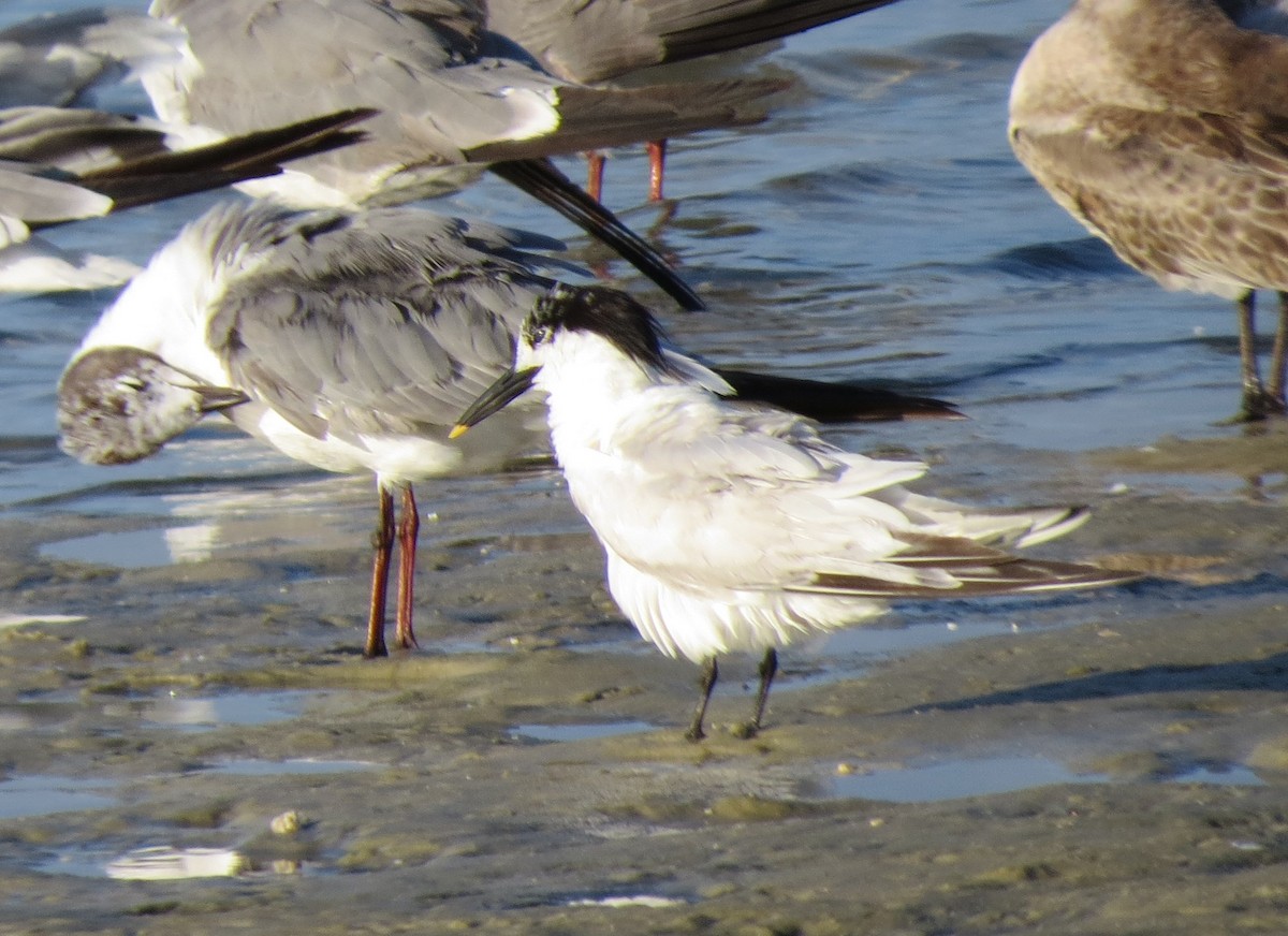 Sandwich Tern - ML475466971