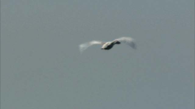 Tundra Swan (Whistling) - ML475467