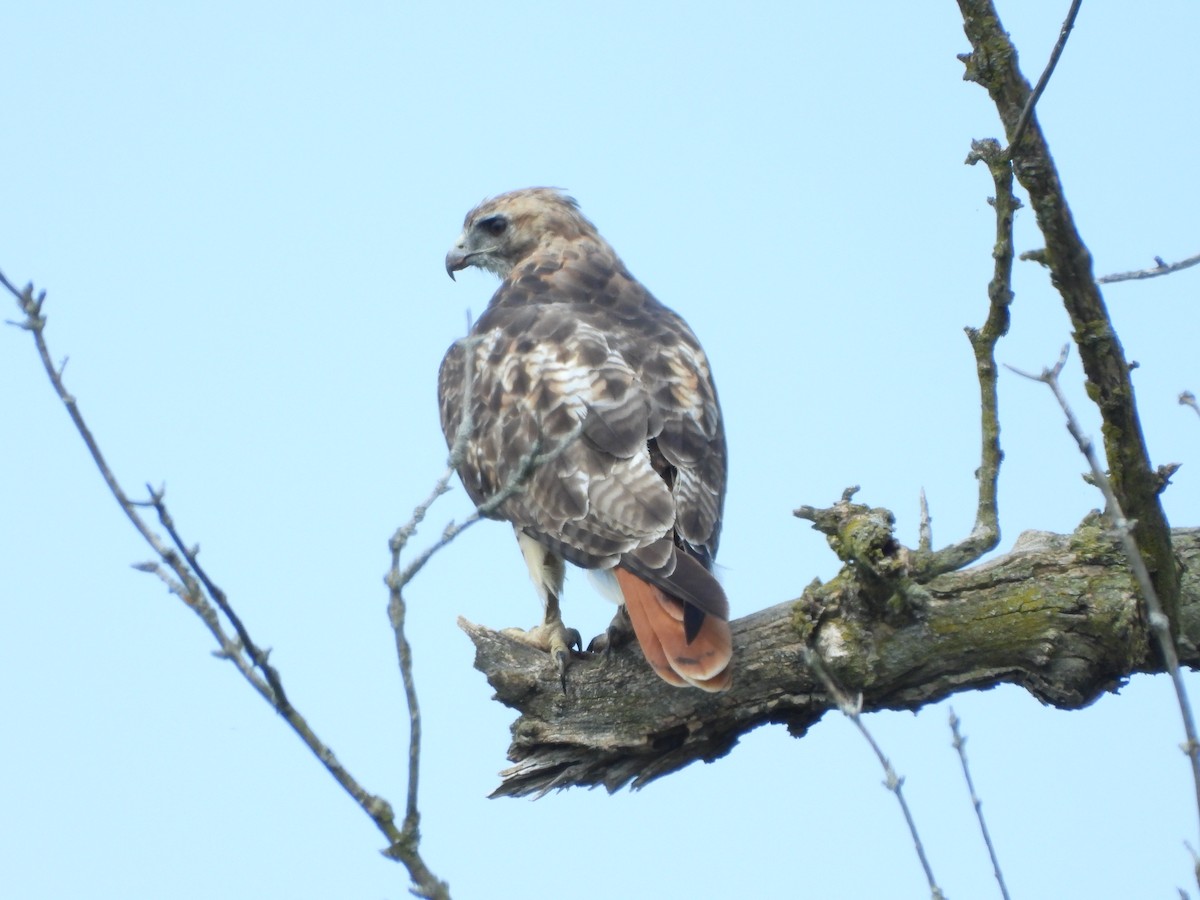 Red-tailed Hawk - Tony Shrimpton