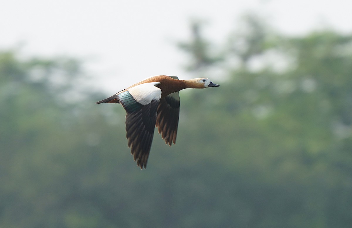 Ruddy Shelduck - Tim Avery