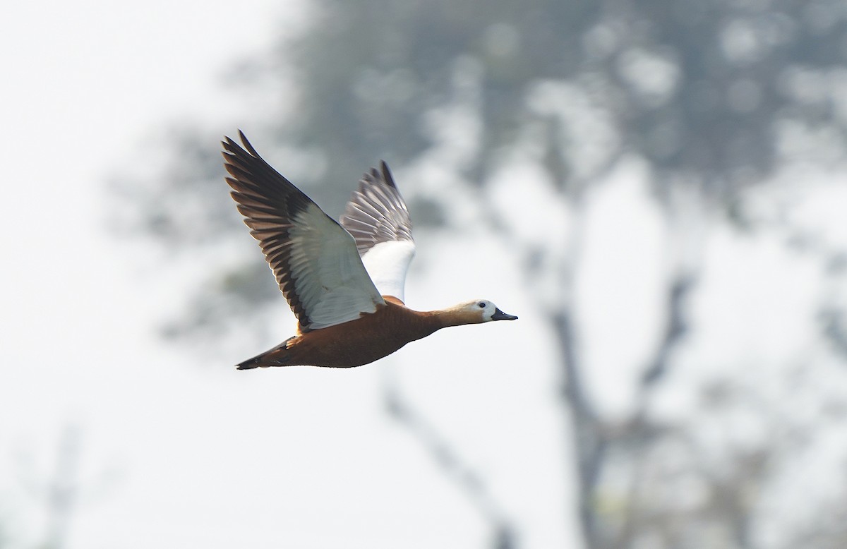 Ruddy Shelduck - Tim Avery