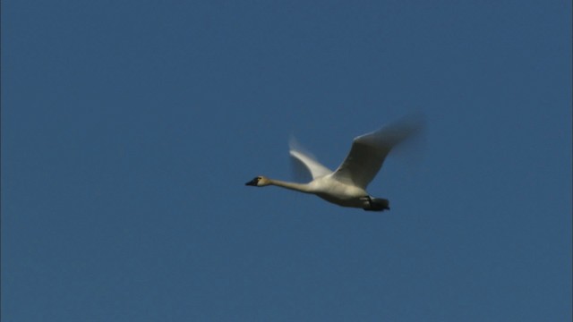 Tundra Swan (Whistling) - ML475468