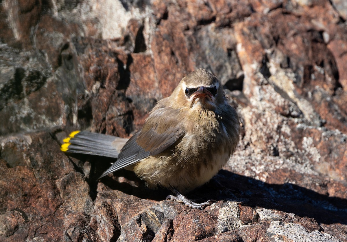 Cedar Waxwing - ML475468251