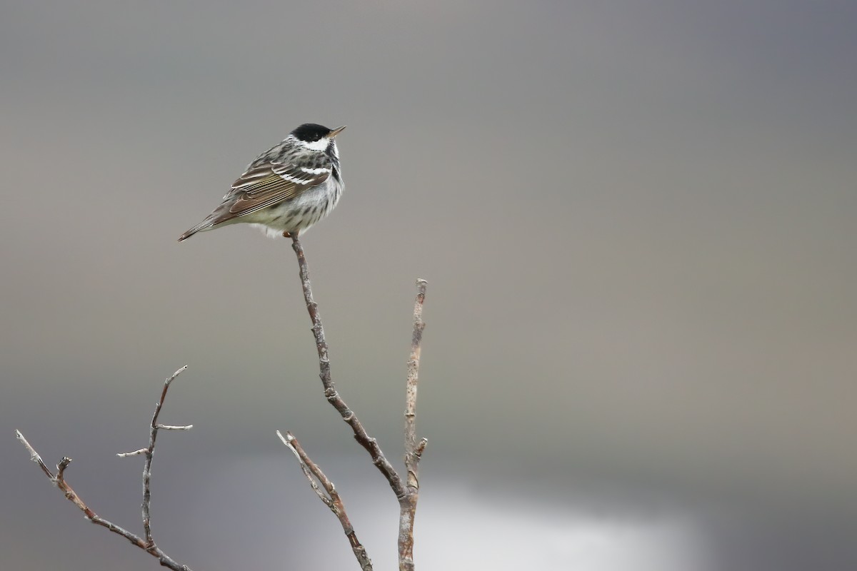 Blackpoll Warbler - ML475468851