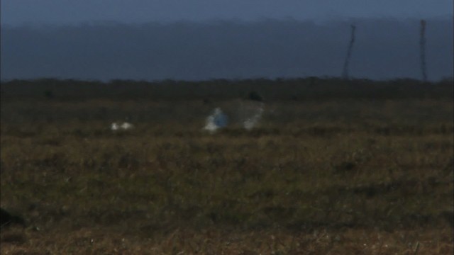 Tundra Swan (Whistling) - ML475469