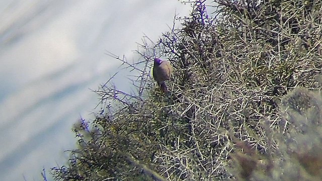 White-throated Cacholote - ML475469781