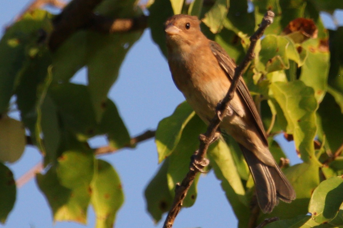 Lazuli Bunting - ML475471041