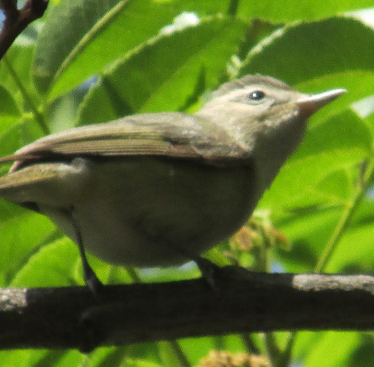 Warbling Vireo (Western) - ML47547201