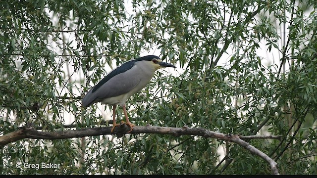Black-crowned Night Heron (Eurasian) - ML475472021