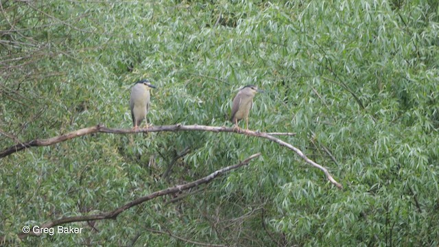 Black-crowned Night Heron (Eurasian) - ML475472031