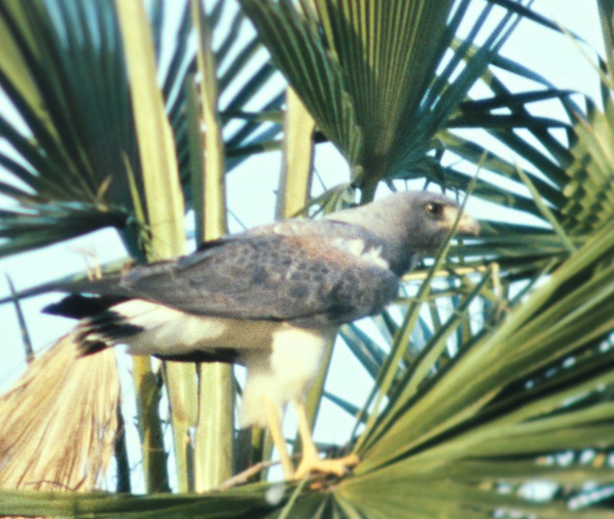 White-tailed Hawk - ML47547241