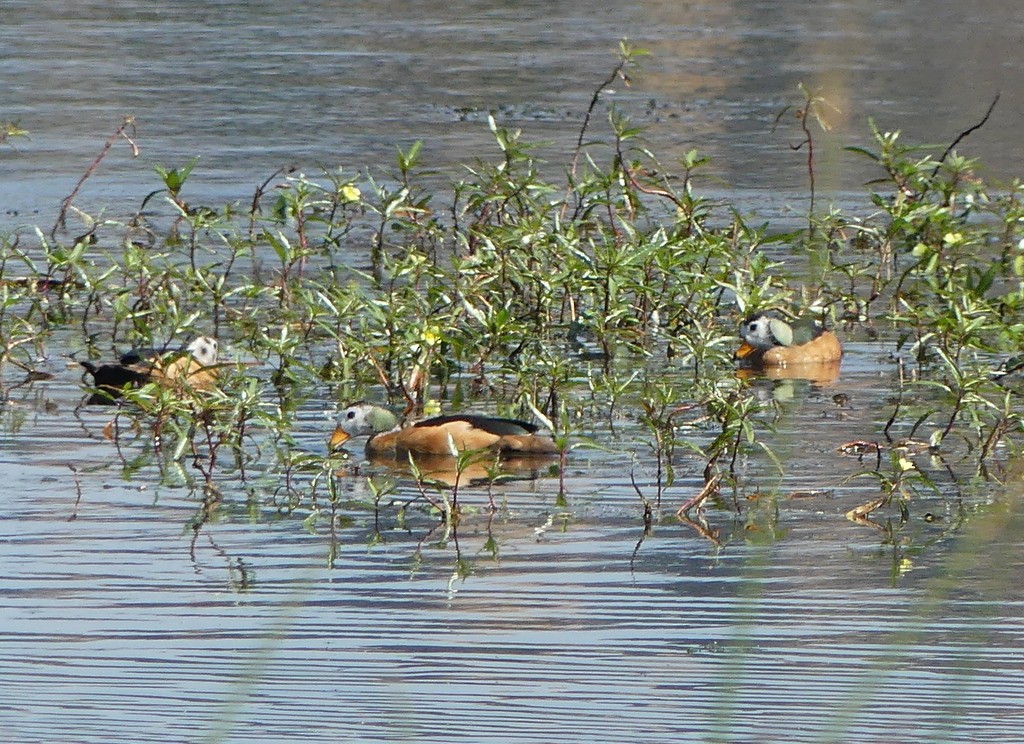 African Pygmy-Goose - ML475472971