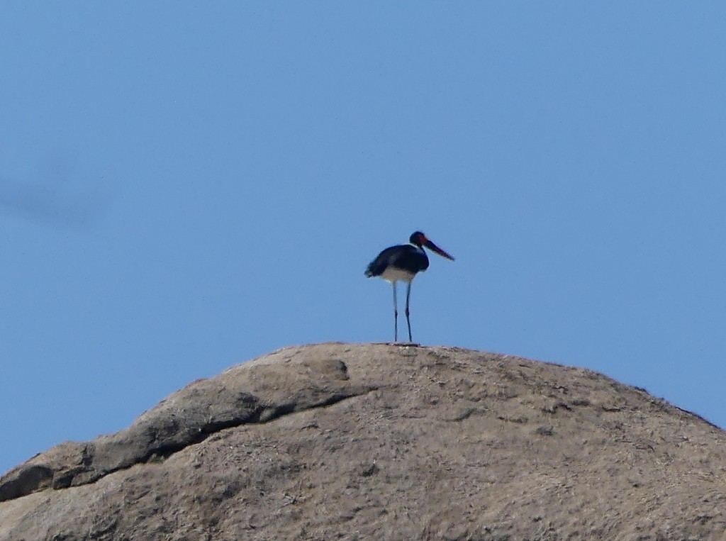 Saddle-billed Stork - ML475473361