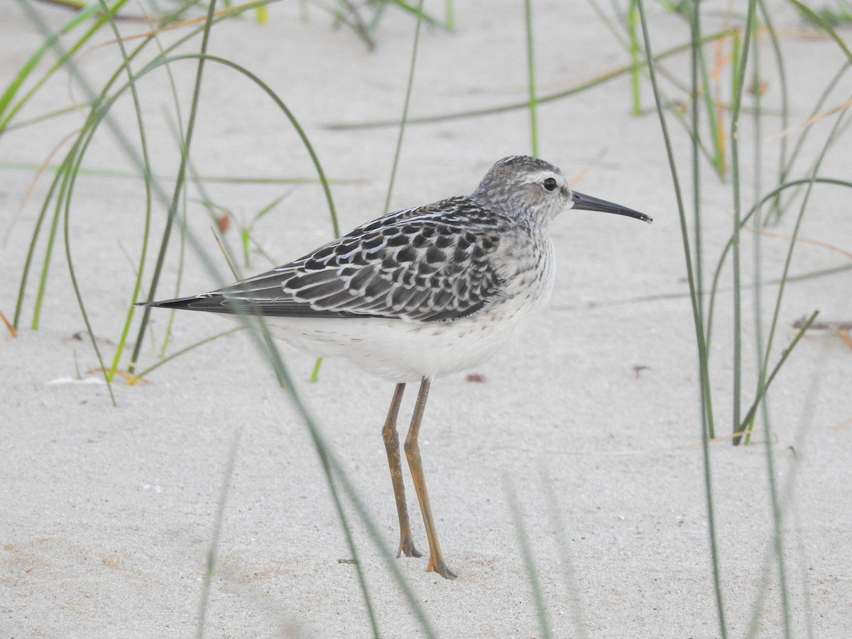 Stilt Sandpiper - ML475475411