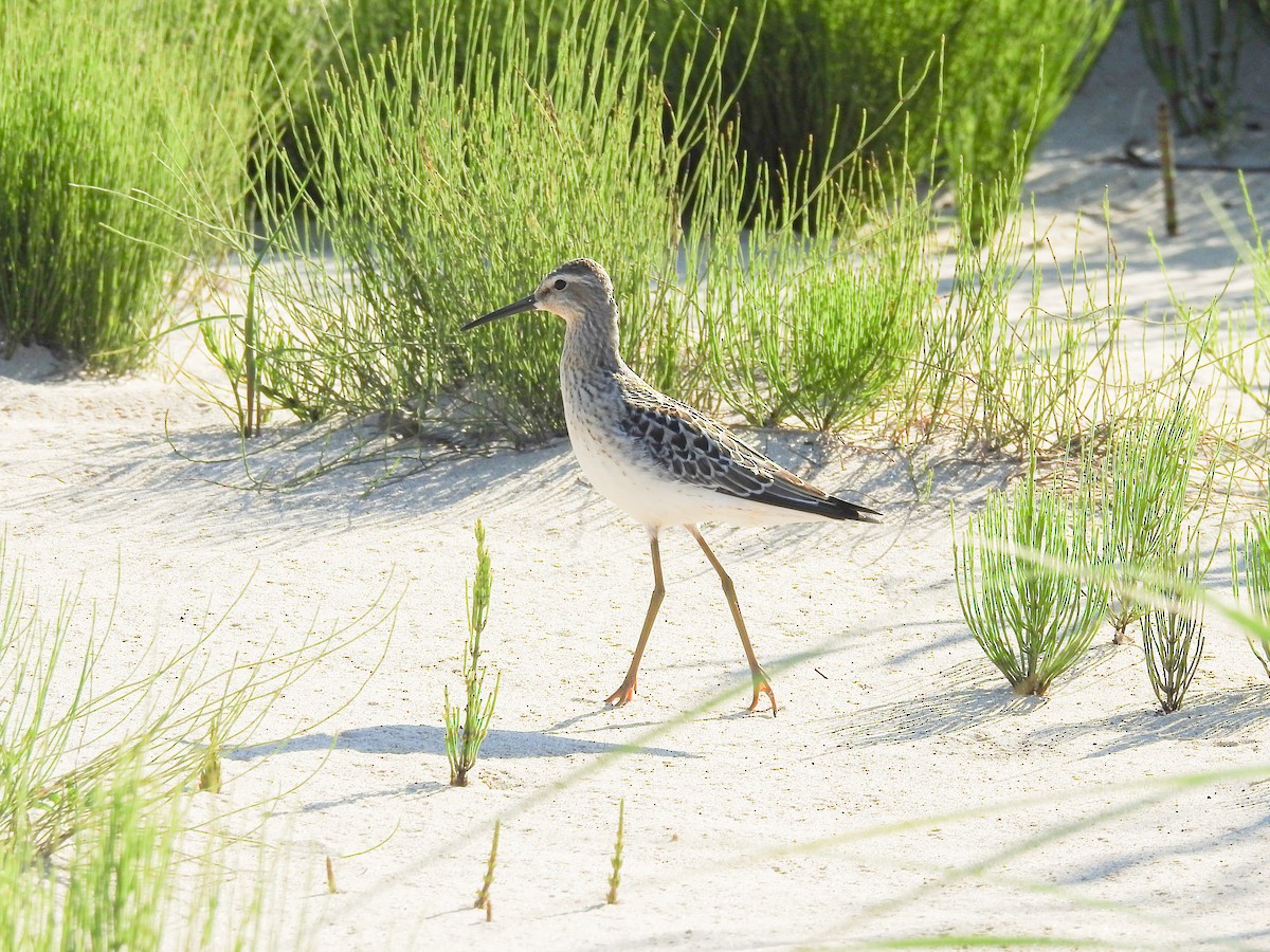 Stilt Sandpiper - ML475475461