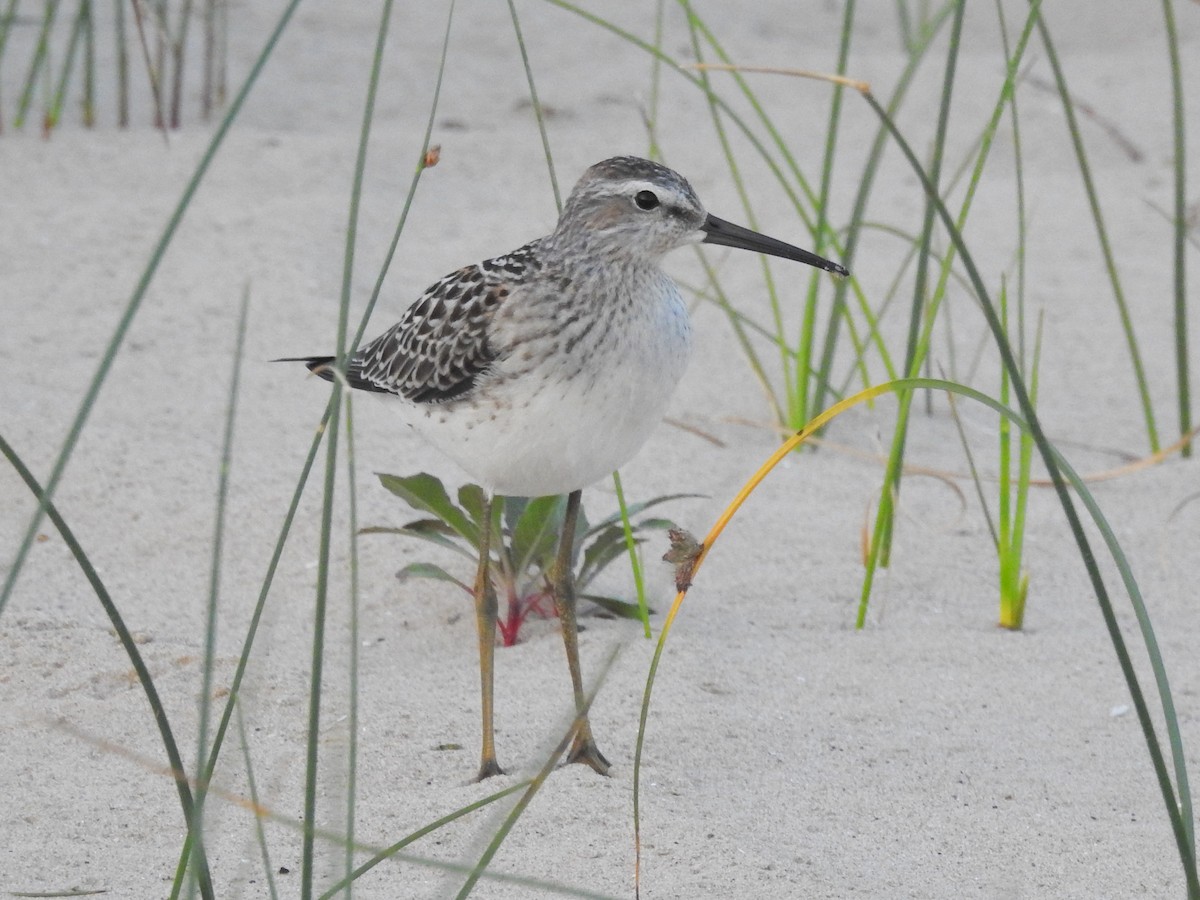 Stilt Sandpiper - ML475475471