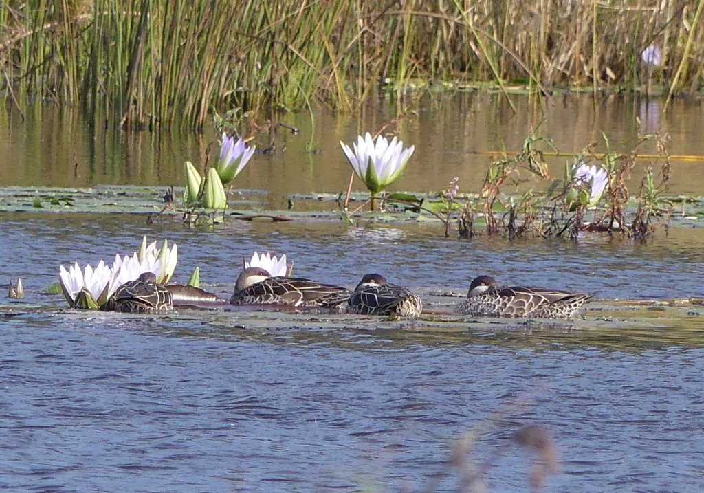 Red-billed Duck - ML475475611