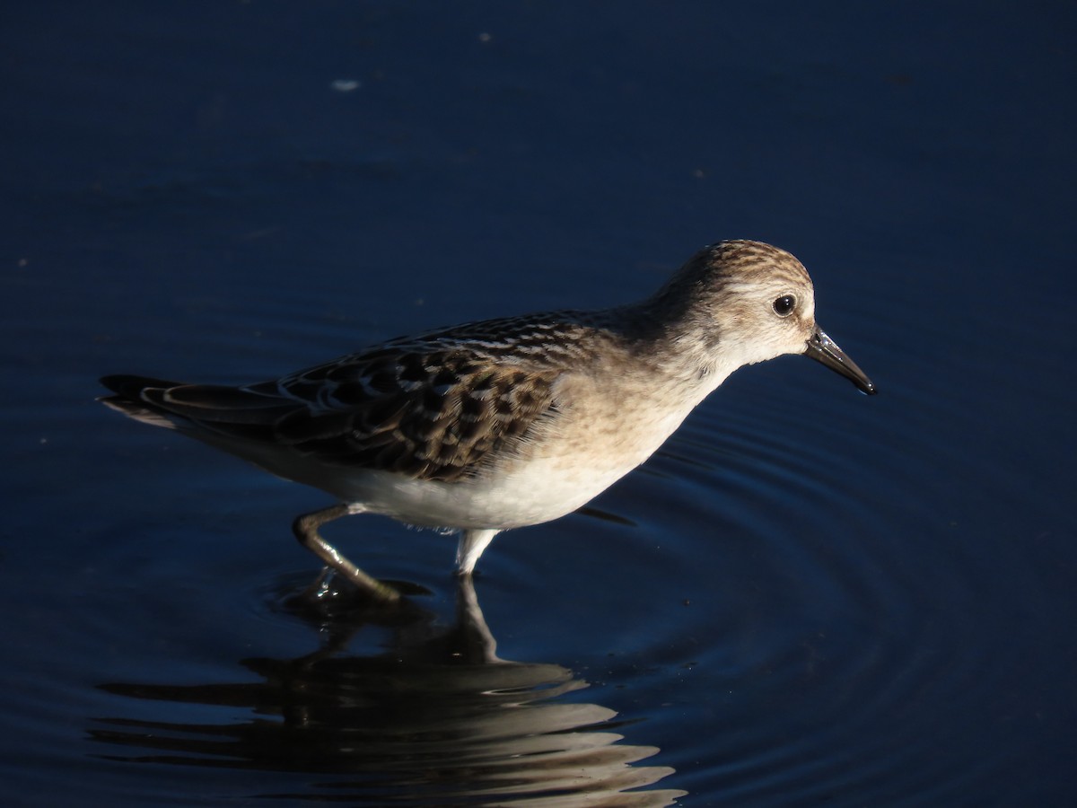 Semipalmated Sandpiper - Aaron Flynn