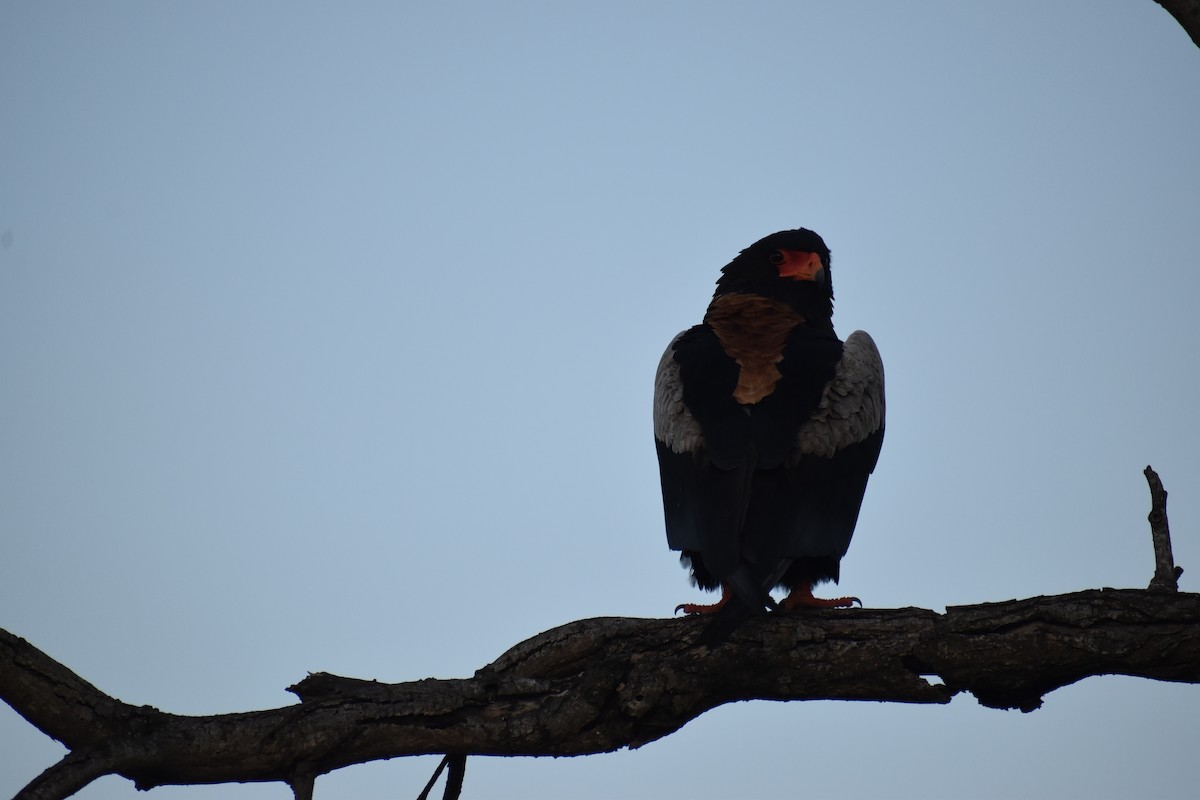 Bateleur - ML475480861