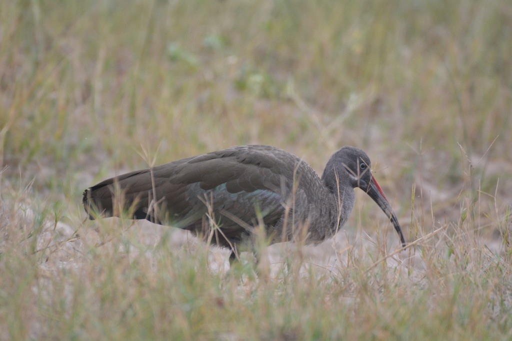 Hadada Ibis - ML475481781