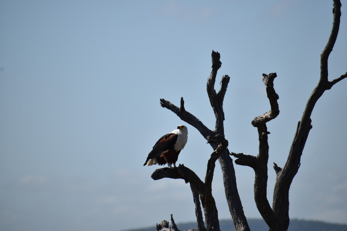 African Fish-Eagle - ML475483621