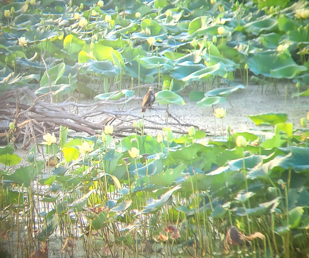 Snail Kite - ML475483641