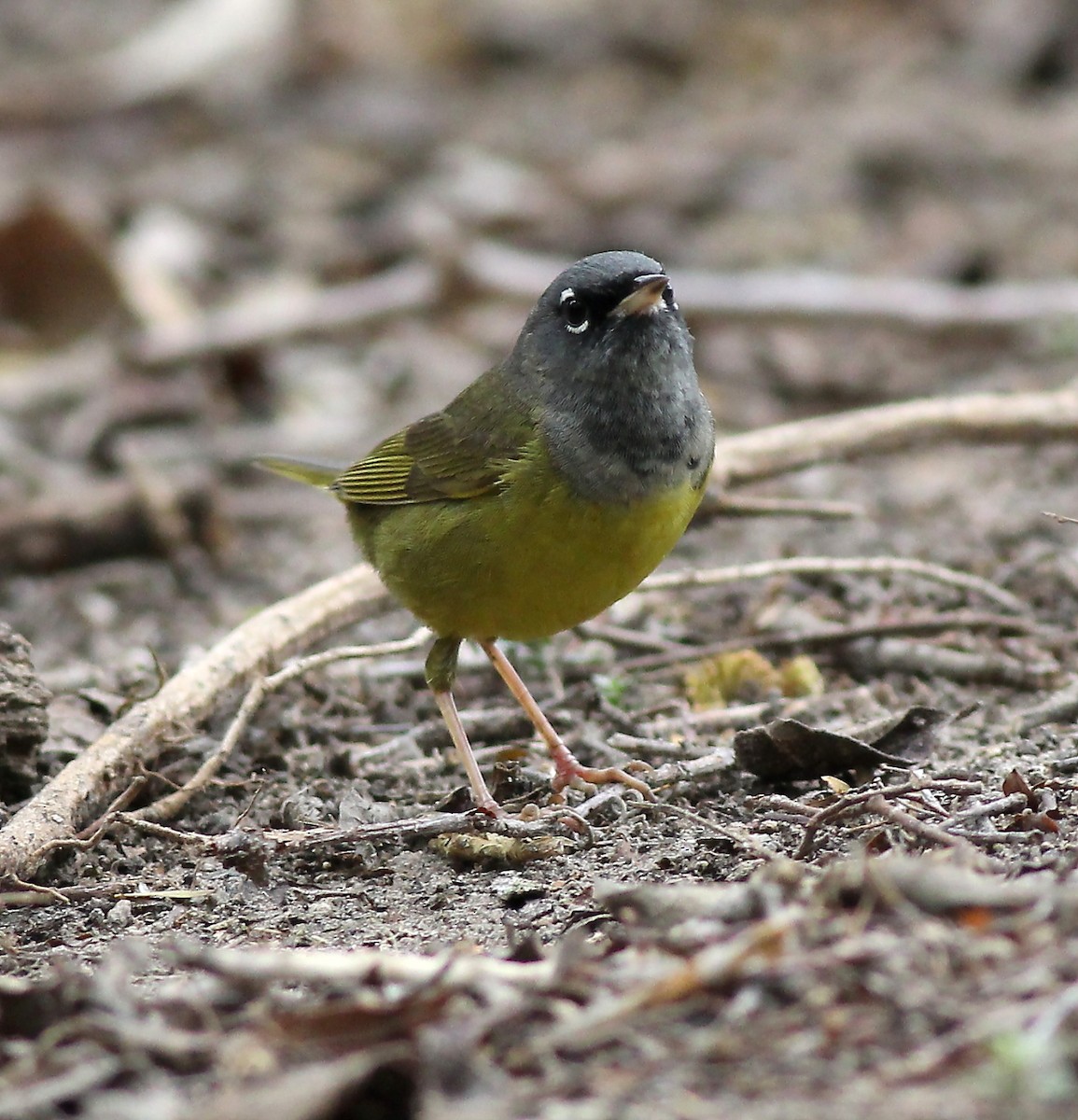 MacGillivray's Warbler - ML47548421