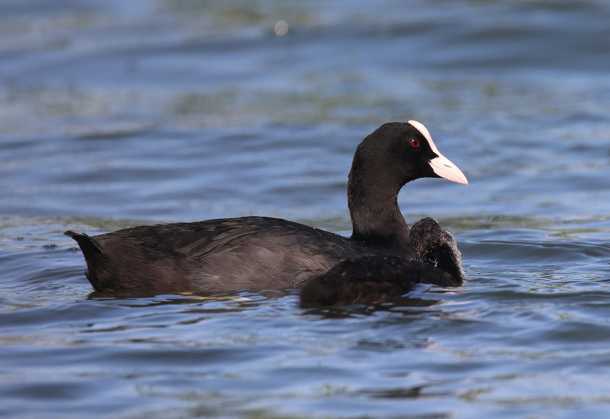 Халзан түнжүүр - ML475485091