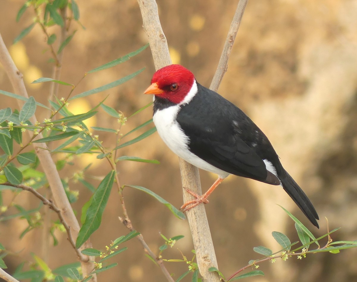 Yellow-billed Cardinal - ML475487821