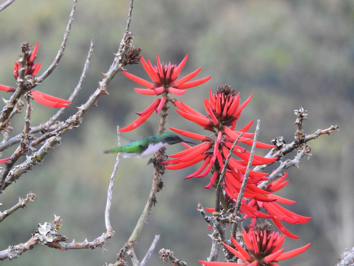 Colibrí Hada Oriental - ML475488351