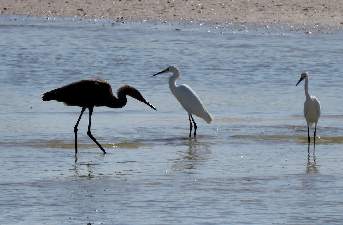 Reddish Egret - ML475489521