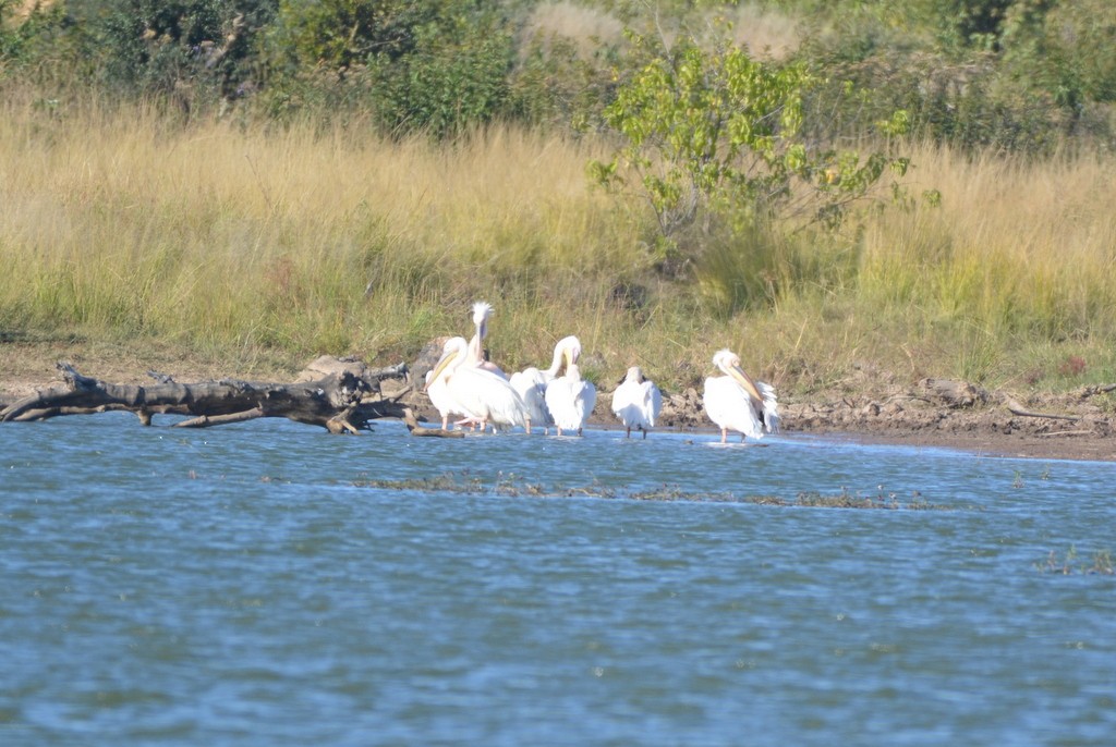 pelikán bílý - ML475489841