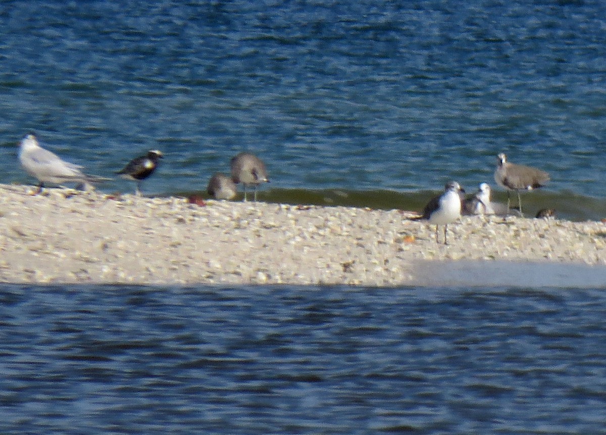 Black-bellied Plover - ML475490501