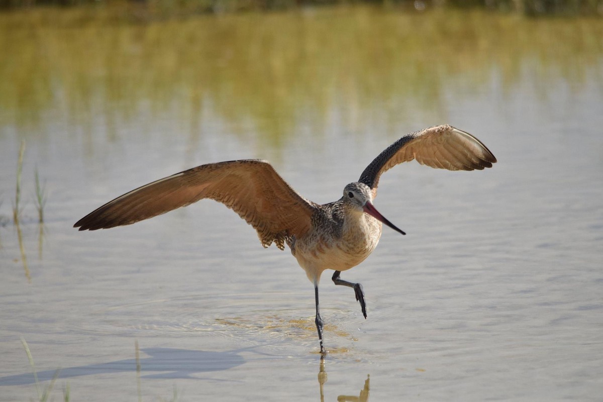 Marbled Godwit - ML475490731