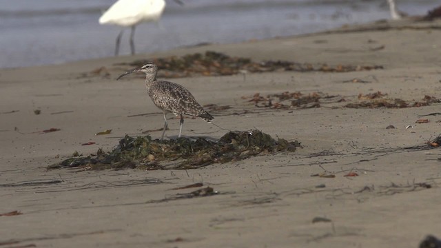 Whimbrel (Hudsonian) - ML475491