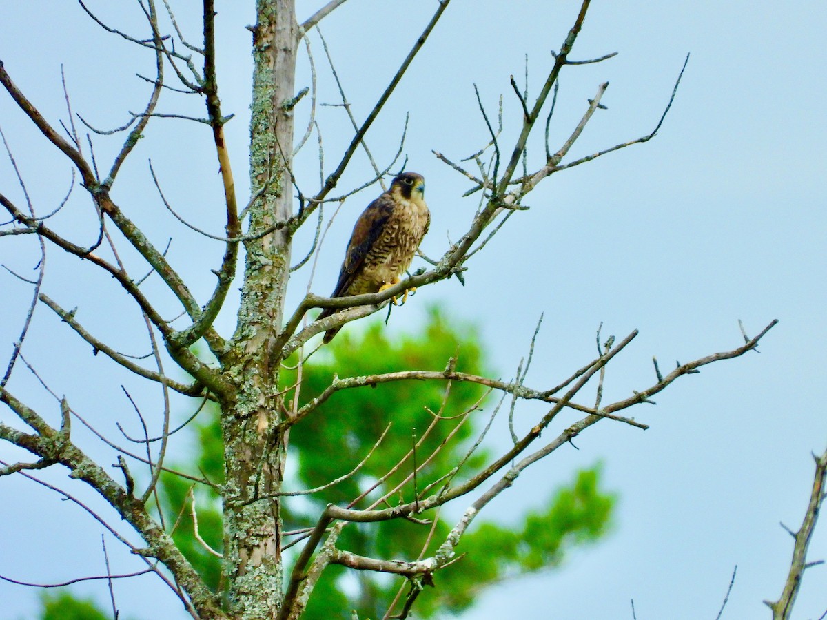 Peregrine Falcon - ML475491981