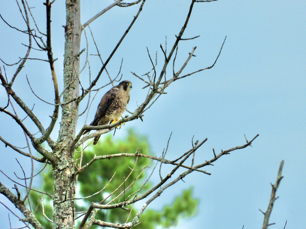 Peregrine Falcon - ML475492031