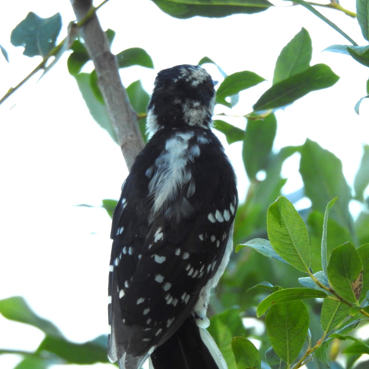 Downy Woodpecker - ML475492171