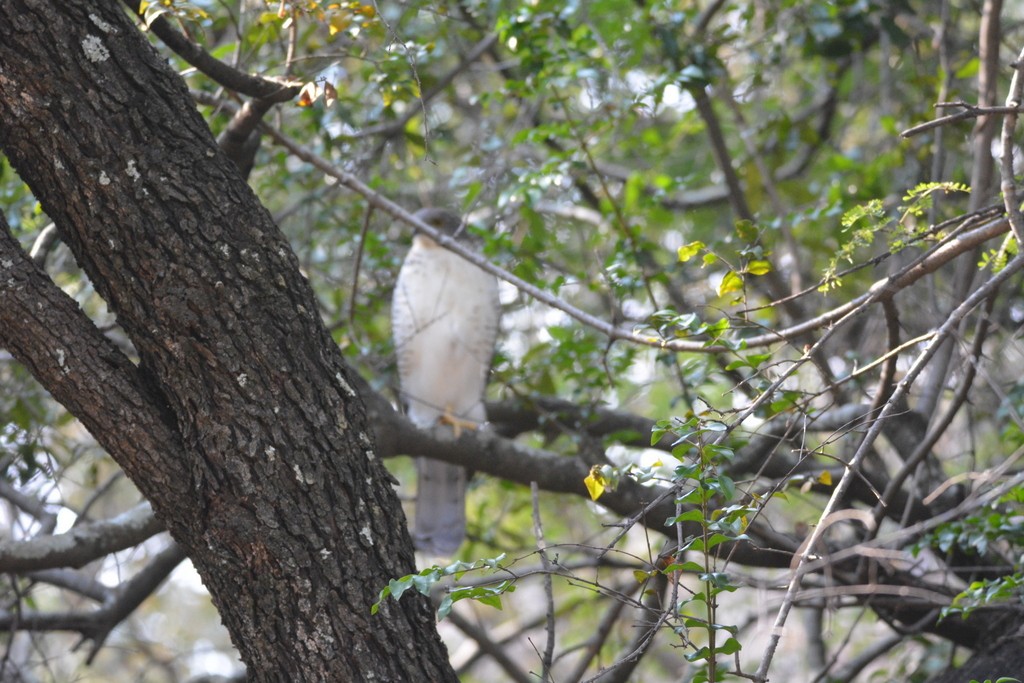 African Goshawk - ML475492211