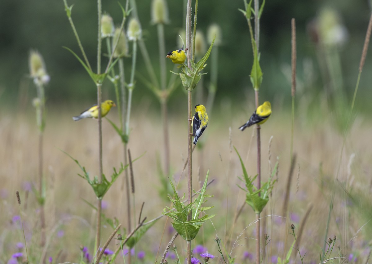 American Goldfinch - Liz Pettit