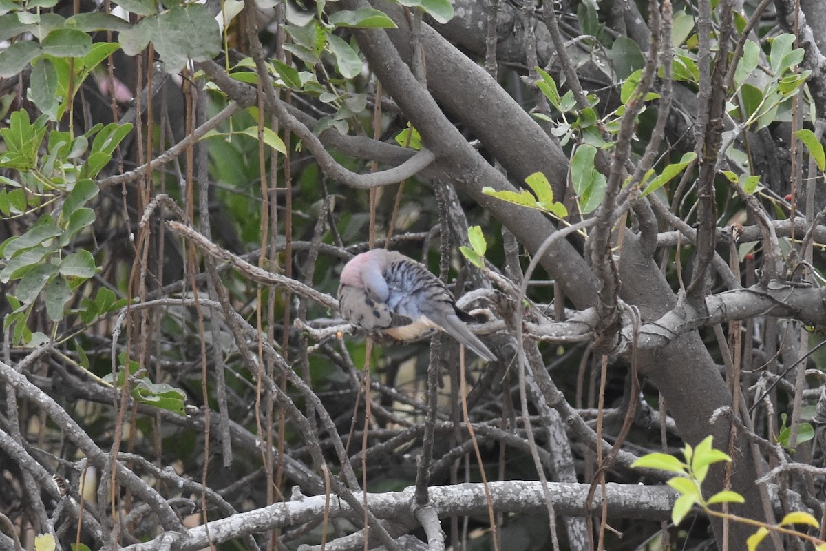 Eared Dove - ML475496051